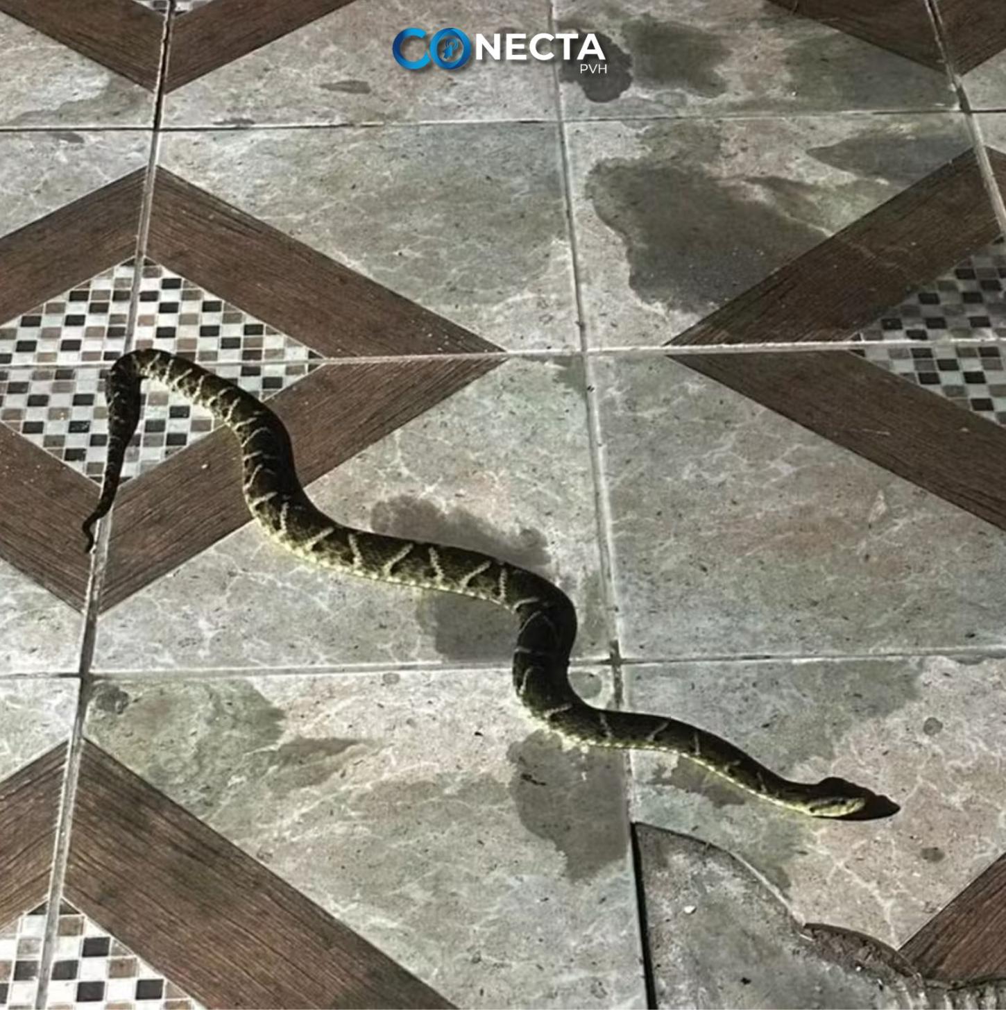 Surpresa Peçonhenta: Jararaca-do-Norte Invade Quintal em Porto Velho