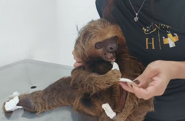 Duas preguiças são encontradas em áreas residenciais de Cacoal e passam por recuperação antes de voltarem à natureza