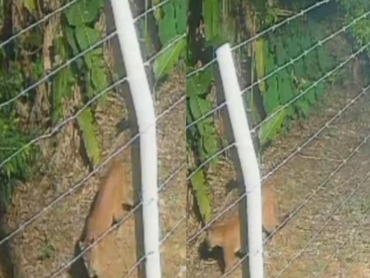 Onça-parda é flagrada em área urbana de Porto Velho