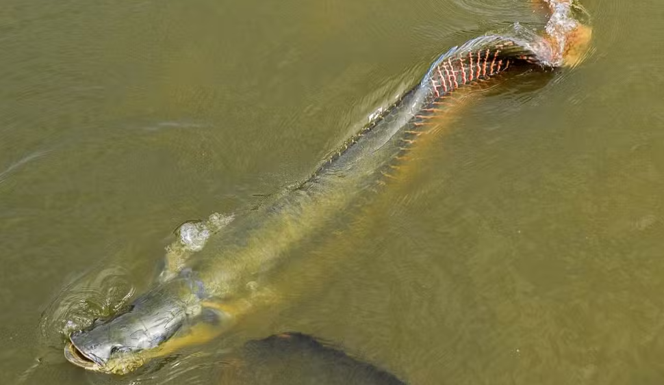 Pirarucu vira ameaça dentro do próprio habitat