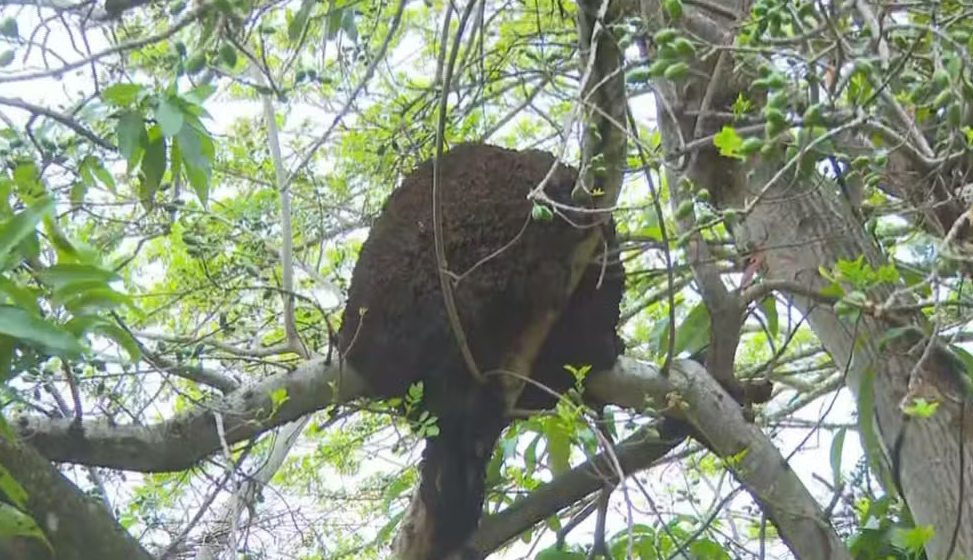 Tragédia no Rio: pescador morre após ataque de abelhas em RO