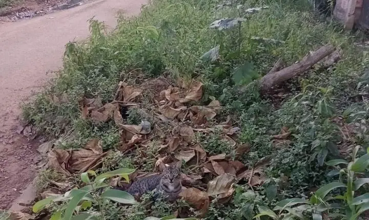 Após solicitação do vereador Edimilson Dourado, Prefeitura intensifica limpeza no bairro Nova Floresta