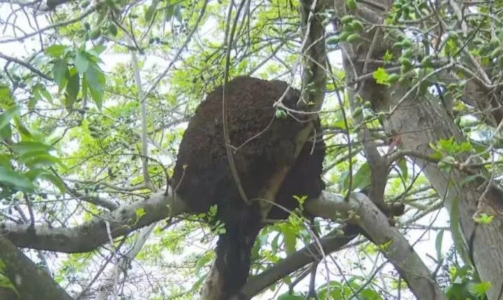 Tragédia no Rio: pescador morre após ataque de abelhas em RO