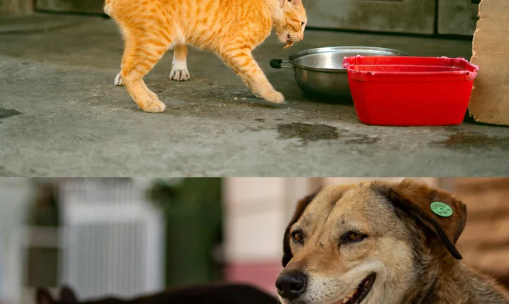 Vereador Edimilson Dourado tem aprovada lei que cria o Banco de Ração Solidário em Porto Velho